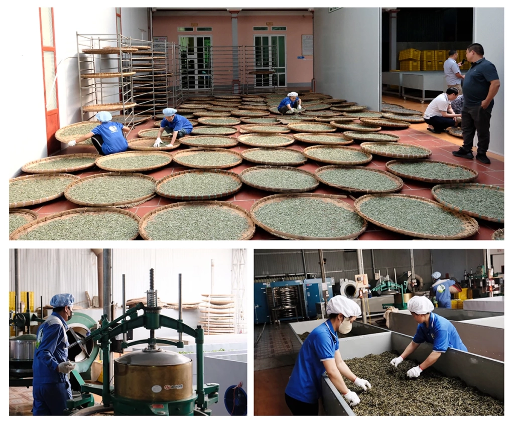 Hoạt động chế biến chè Shan tuyết cổ thụ tại Hợp tác xã chè Phìn Hồ, xã Thông Nguyên.