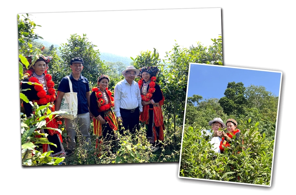 Tiến sĩ Hà Phúc Mịch, Chủ tịch Hội hữu cơ Việt Nam kiểm tra vùng chè shan Khau Mút, xã Bình An.