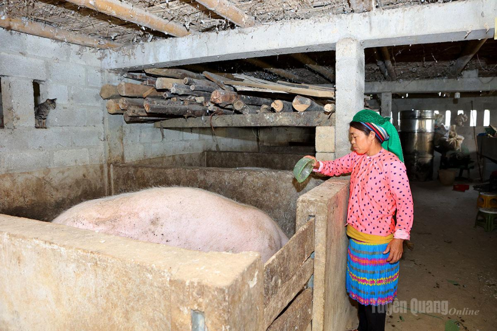 Người dân thôn Hồng Ngài A phát triển mô hình nuôi lợn sinh sản, nâng cao thu nhập.