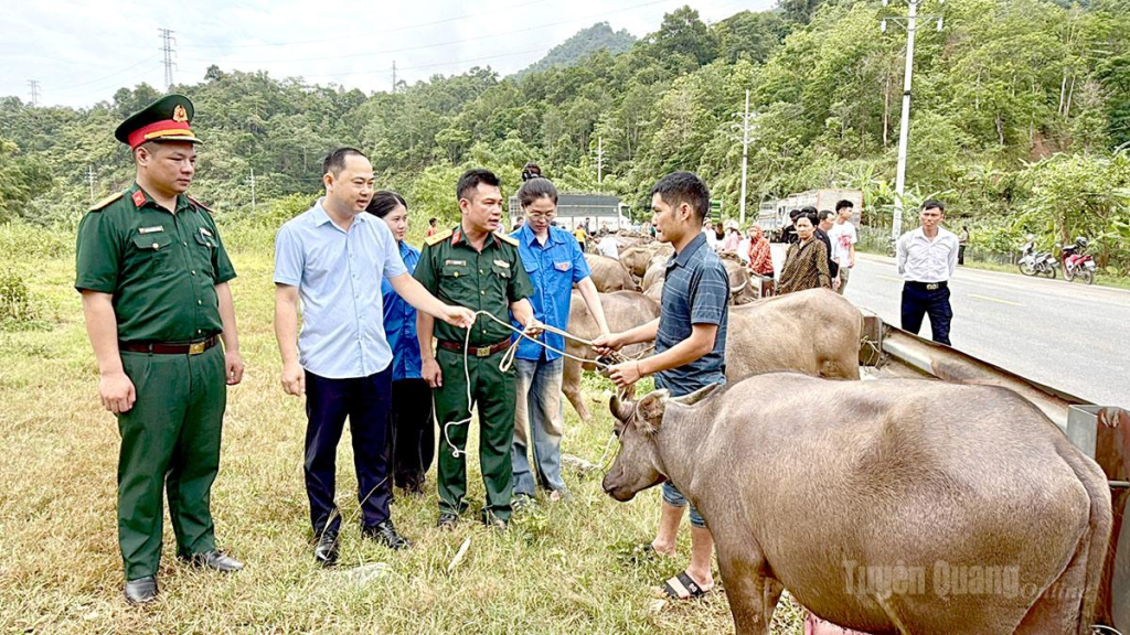 Lãnh đạo Đoàn Kinh tế - Quốc phòng 313 và xã Thanh Thủy bàn giao trâu cho hộ nghèo.