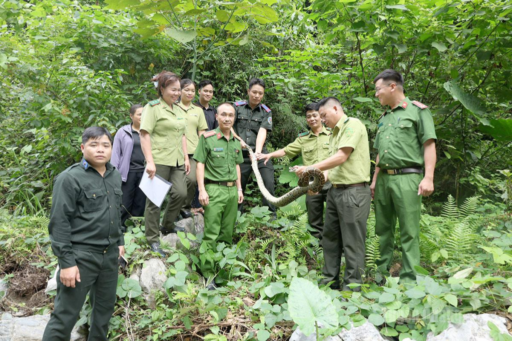 Lực lượng chức năng thả cá thể trăn đất về môi trường tự nhiên tại khu vực núi Pù Kang, thôn Nặm Đíp, xã Lâm Bình.