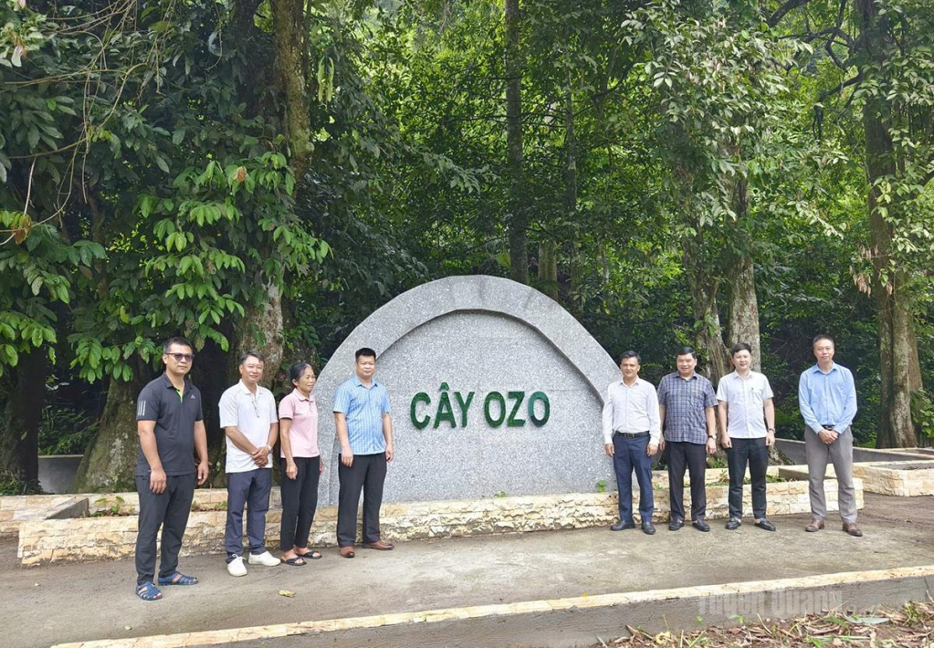 Hạng mục bảo tồn Cây OZO hoàn thành, tạo điểm nhấn cảnh quan phục vụ phát triển du lịch sinh thái, du lịch cộng đồng tại thôn Bản Bung.