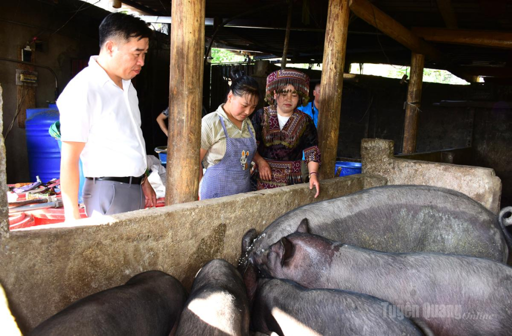 Mô hình phát triển chăn nuôi lợn đem lại hiệu quả kinh tế cao của gia đình ông Vàng Chính Sìu, thôn Bản Phùng, xã Lao Chải.