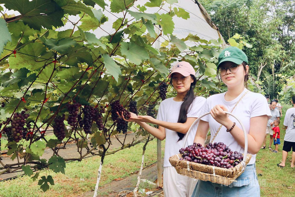 Hai bạn Nguyễn Ánh Dương và Trần Thị Bình Minh (phường Hà Giang 1), tỉ mỉ chọn lựa, tự tay hái những chùm nho Hạ Đen chất lượng ngay tại vườn để làm quà tặng.
