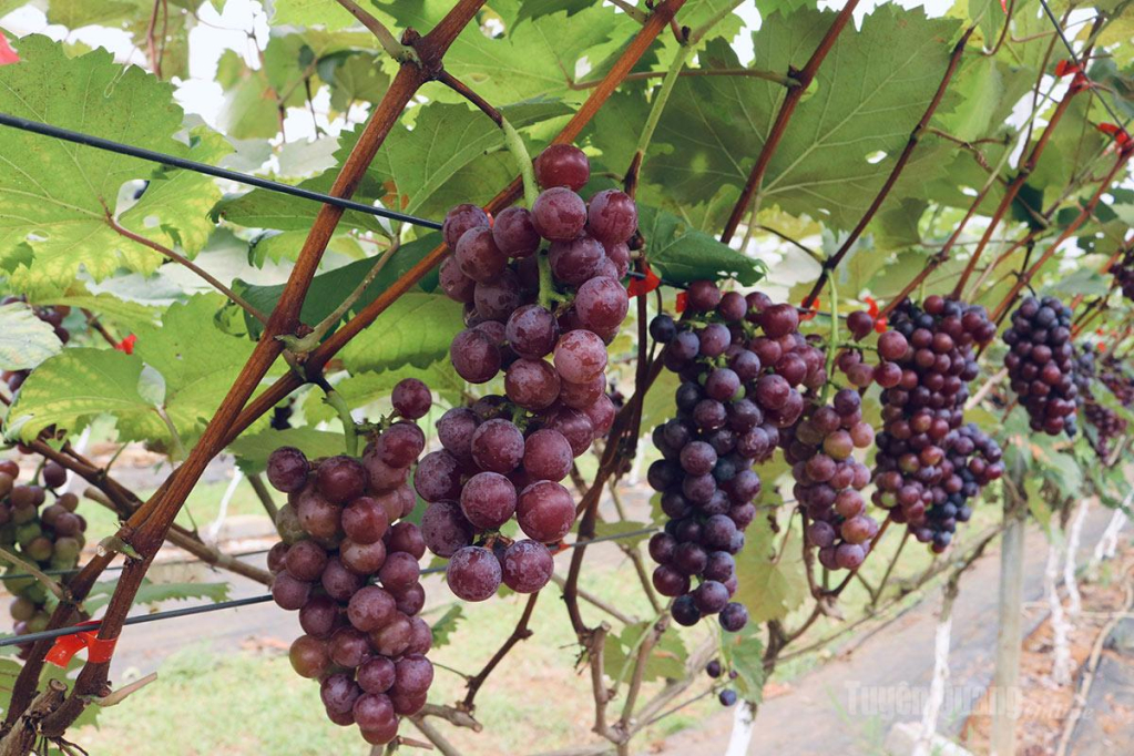 Nhờ được chăm sóc chu đáo từ khâu bón phân đến phòng trừ sâu bệnh, các hàng nho Hạ Đen đều phát triển rất đồng đều, cho năng suất cao.