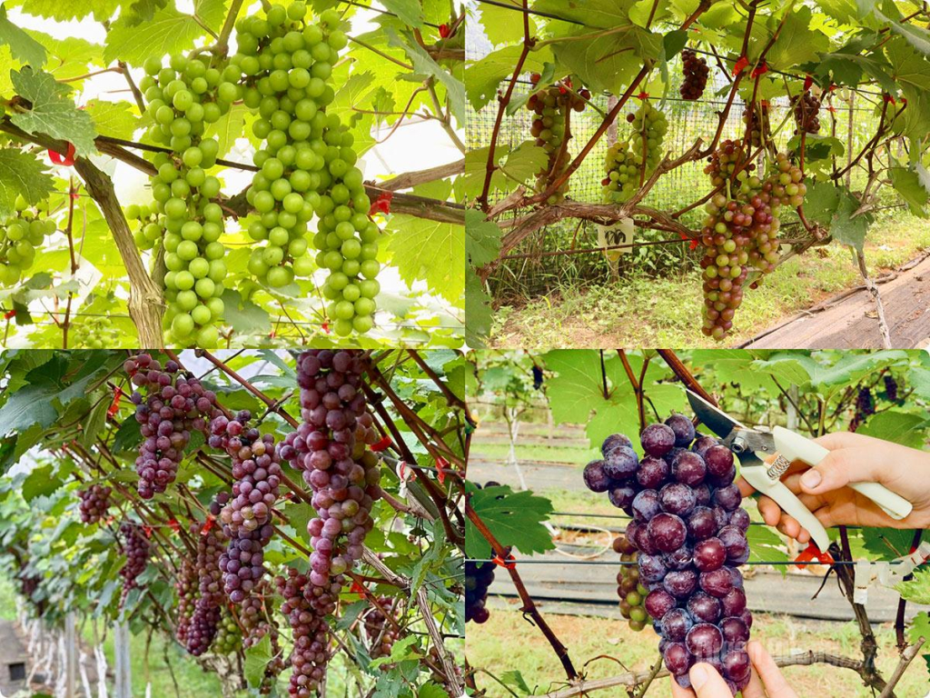 Vườn nho cho quả hai vụ mỗi năm, vụ chính từ tháng 5 đến cuối tháng 6 và vụ đông từ tháng 10 đến tháng 12.