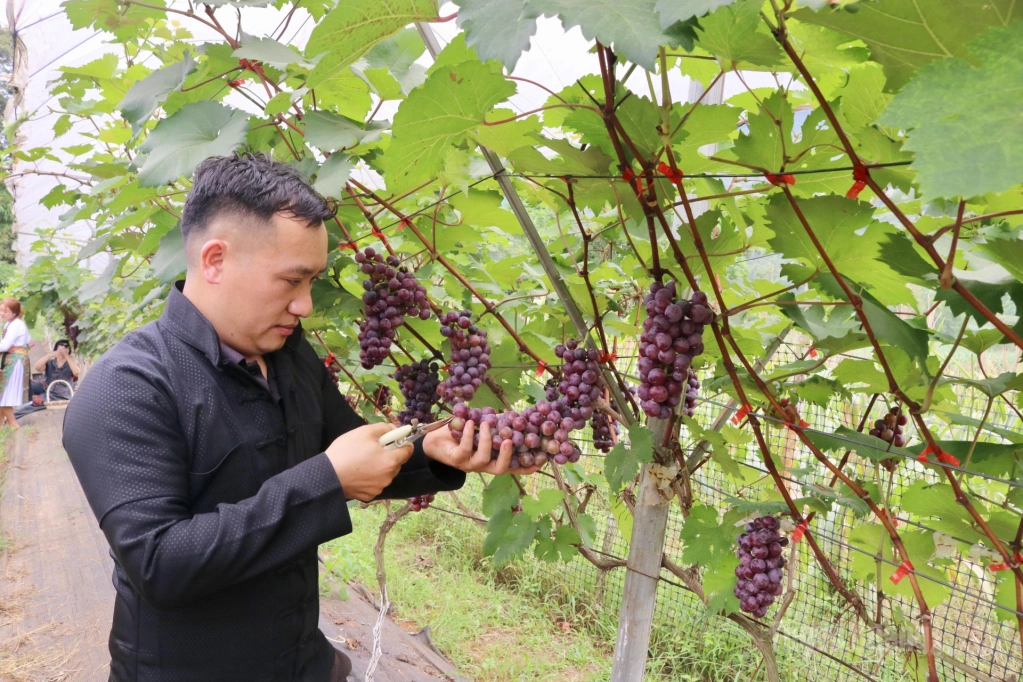 Anh Vàng Mý Sèo cho biết, vườn nho được gia đình anh xuống giống từ năm 2023; hằng ngày anh đều tỉ mỉ chăm chút từng gốc, thường xuyên tỉa cành để cây tập trung dinh dưỡng nuôi quả mọng đều.