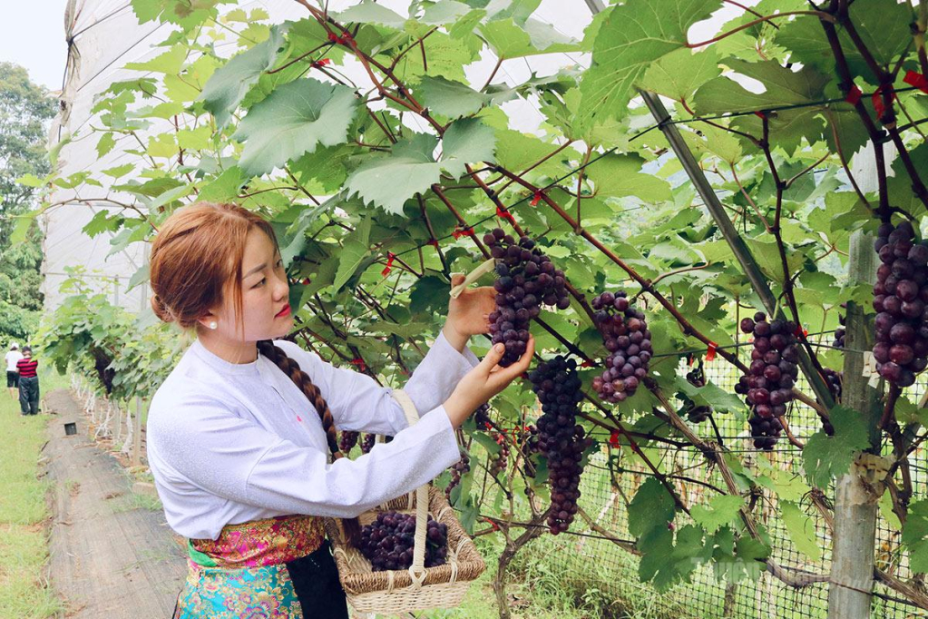 Với quy mô trên 200 gốc nho Hạ Đen đang cho thu hoạch ổn định, mô hình sản xuất mới của gia đình anh Sèo mang lại tín hiệu khả quan khi sản phẩm có giá bán đạt 150.000 đồng/kg.