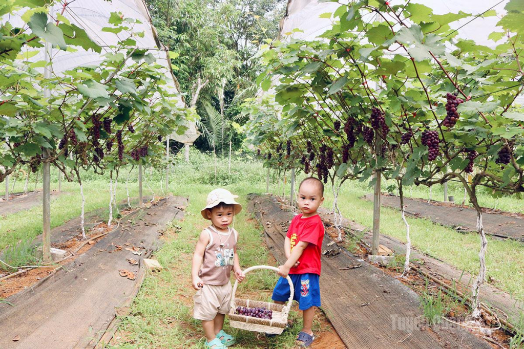 Hiện vườn nho đang vào mùa thu hoạch nên thu hút nhiều du khách ở mọi lứa tuổi đến tham quan và trải nghiệm dịch vụ hái nho tại vườn.