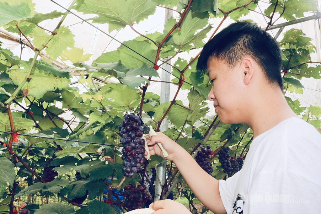 Khách thích thú trải nghiệm tự tay cắt những chùm nho chín mọng.