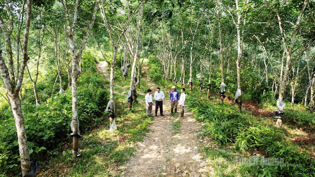 Sở hữu hàng nghìn ha cao su, mỗi năm Công ty cổ phần Cao su Hà Giang được nhận hàng trăm triệu đồng tiền dịch vụ môi trường rừng.