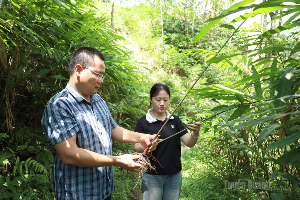 Cán bộ xã Hồ Thầu khảo sát, đánh giá hiệu quả mô hình trồng sa nhân tím dưới tán rừng.
