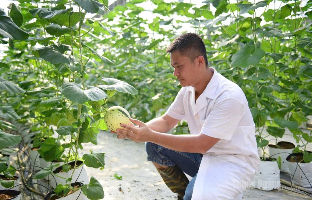 Anh Nguyễn Việt Lâm chăm sóc vườn dưa lưới tại trang trại của gia đình.