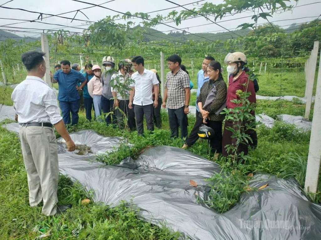 Cán bộ xã Trung Hà triển khai mô hình trồng gấc đến người dân.