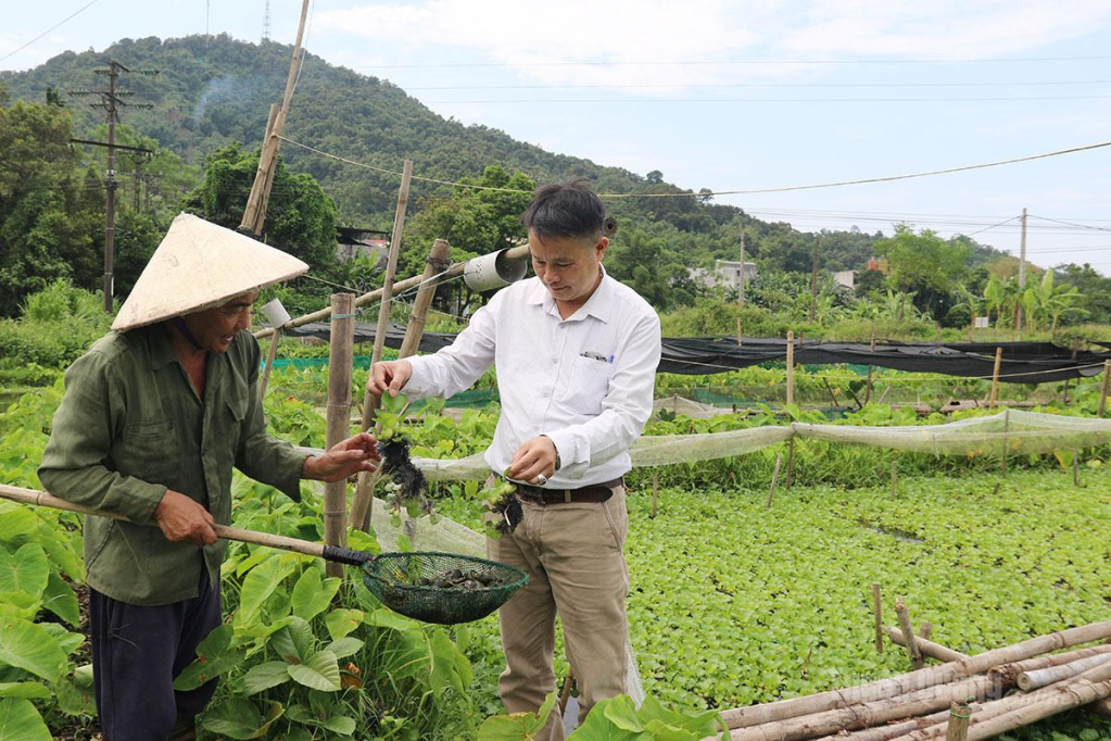 Mô hình nuôi ốc nhồi của gia đình anh Vũ Đức Thọ, thôn Tân Tiến đem lại hiệu quả kinh tế cao.
