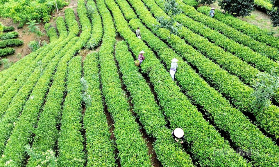N&acirc;ng cao sức khỏe cho đất