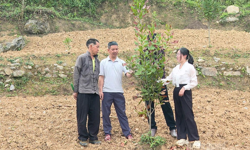 Lũng C&uacute; chuyển đổi cơ cấu c&acirc;y trồng