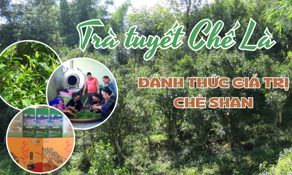 Tr&agrave; tuyết Chế L&agrave; - Đ&aacute;nh thức gi&aacute; trị ch&egrave; Shan