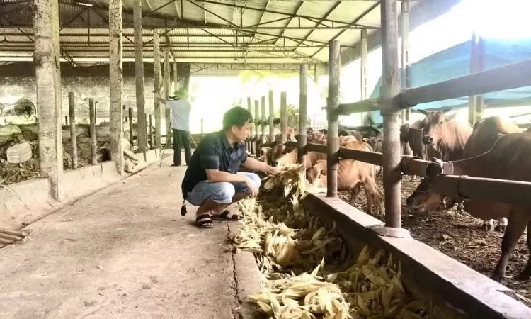 Ph&ograve;ng, chống nắng n&oacute;ng cho đ&agrave;n vật nu&ocirc;i