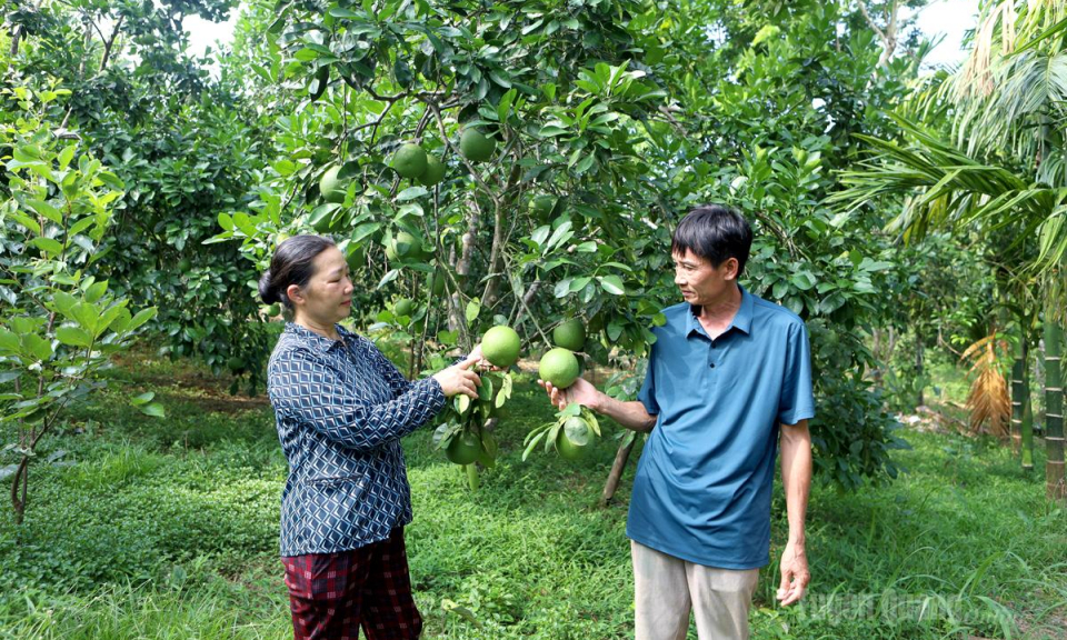 Kh&ocirc;ng cho đất nghỉ kh&ocirc;ng ngừng l&agrave;m gi&agrave;u