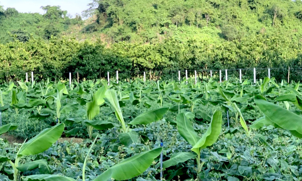 M&ocirc; h&igrave;nh Chuối ti&ecirc;u hồng Soi Ti&ecirc;n