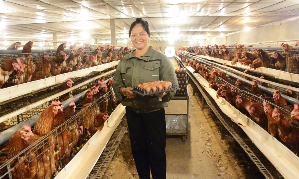 Kim B&igrave;nh đa dạng h&oacute;a c&aacute;c m&ocirc; h&igrave;nh ph&aacute;t triển kinh tế n&ocirc;ng nghiệp