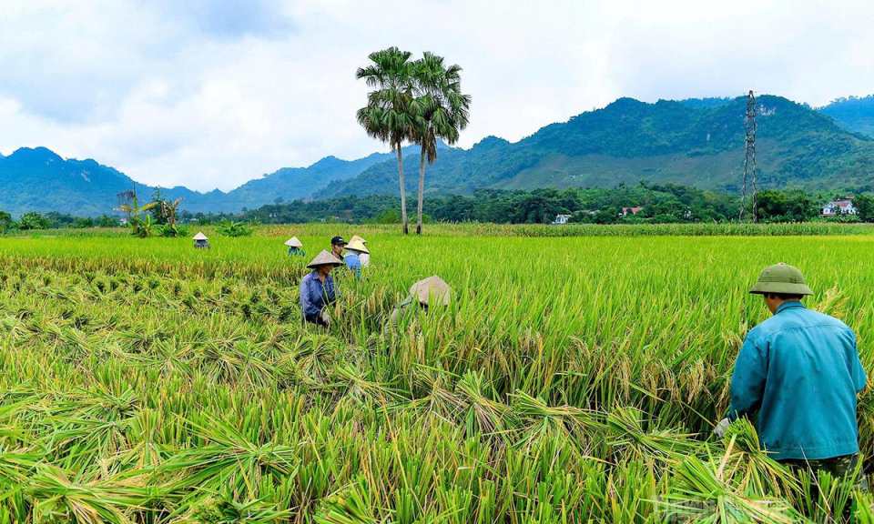 Được m&ugrave;a l&uacute;a Xu&acirc;n