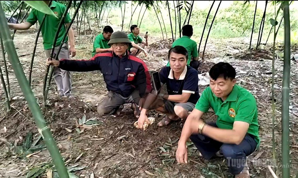 Hiệu quả trồng măng Lục Tr&uacute;c ở Ph&ugrave; Lưu