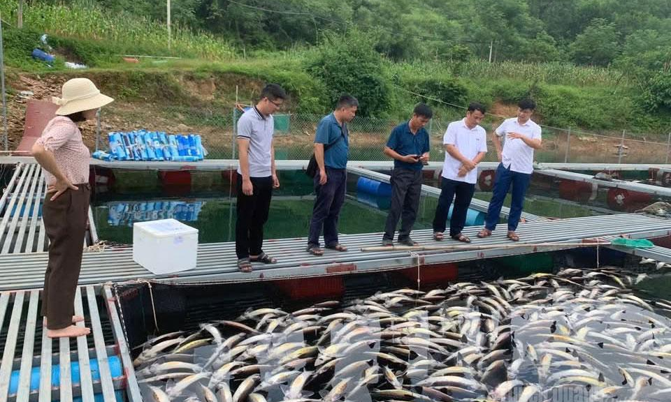 Thiếu &ocirc; xy, hơn 3 tấn c&aacute; tầm nổi bất thường tr&ecirc;n s&ocirc;ng G&acirc;m