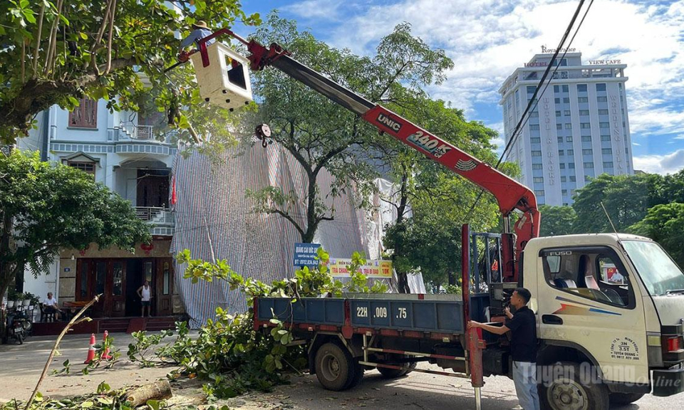 C&acirc;y xanh đ&ocirc; thị - Nỗi lo m&ugrave;a mưa b&atilde;o
