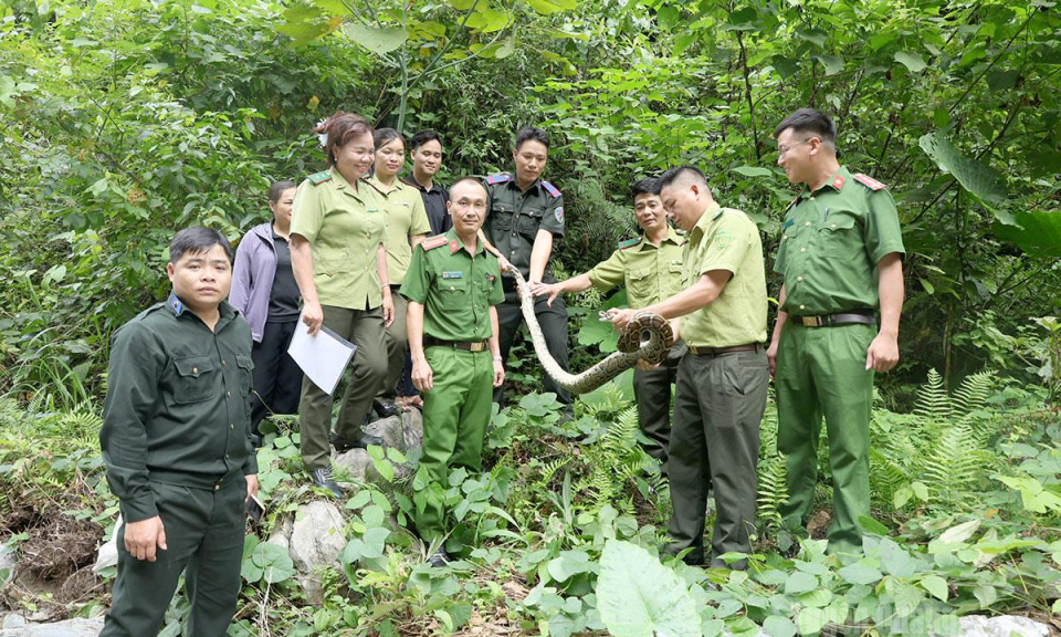 L&acirc;m B&igrave;nh thả c&aacute; thể trăn đất về m&ocirc;i trường tự nhi&ecirc;n