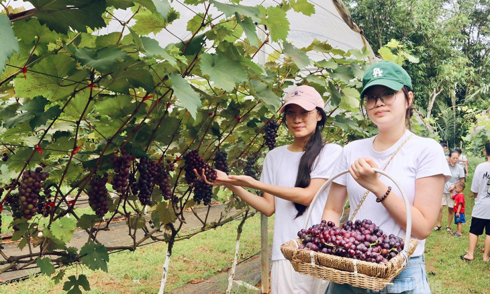 Hiệu quả từ m&ocirc; h&igrave;nh trồng nho Hạ Đen kết hợp du lịch trải nghiệm
