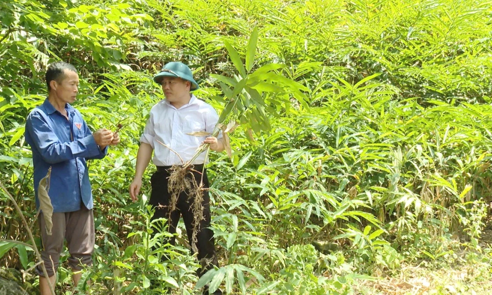 Tiềm năng ph&aacute;t triển dược liệu ở Ngọc Long