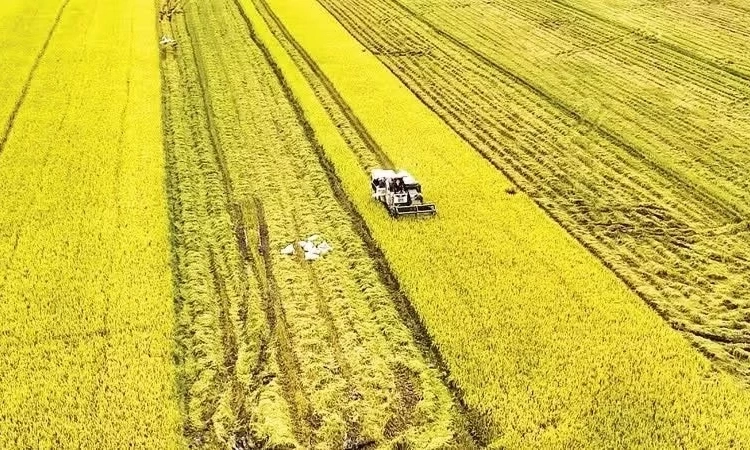 Phạt tối đa 50 triệu đồng với c&aacute; nh&acirc;n vi phạm về trồng trọt, bảo vệ v&agrave; kiểm dịch thực vật