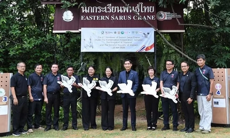Sếu đầu đỏ Th&aacute;i Lan về Việt Nam c&ugrave;ng th&ocirc;ng điệp của t&igrave;nh hữu nghị