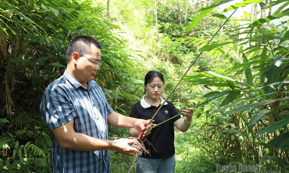 Đ&aacute;nh thức tiềm năng dưới t&aacute;n rừng