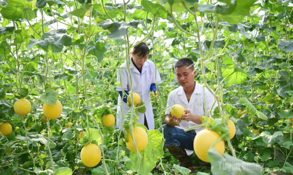 Những &ldquo;tr&aacute;i v&agrave;ng&rdquo; m&ugrave;a hạ