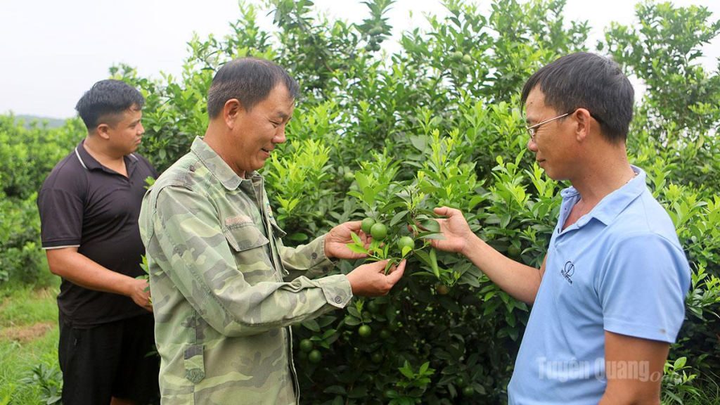 Ông Long Văn Hanh (trái) giới thiệu về cây chanh giấy.