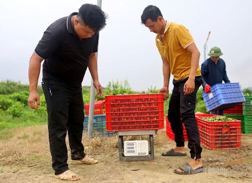 Thương lái thu mua chanh tận vườn với giá trên 20.000 đồng/kg.