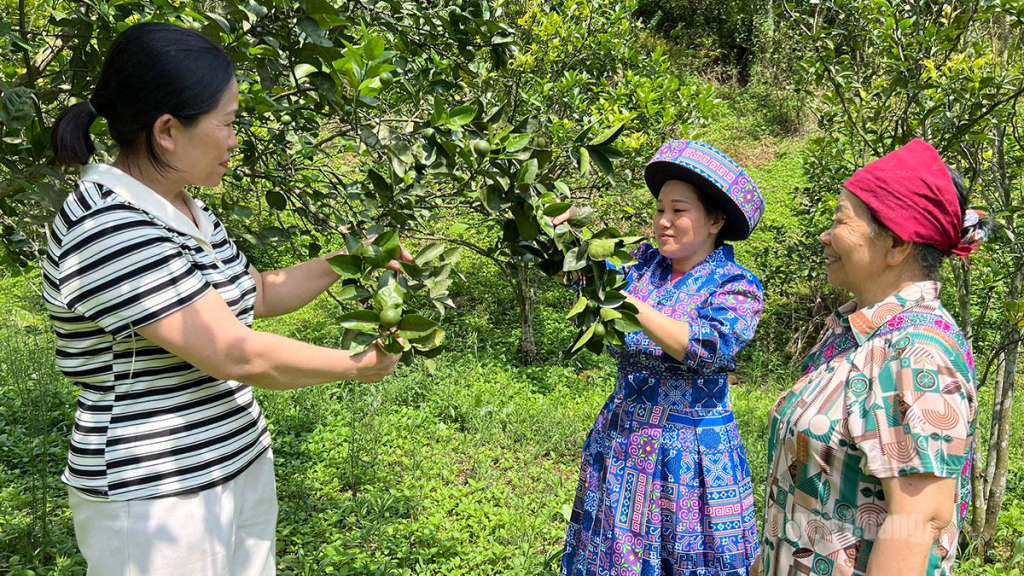 Đồng bào Mông, thôn Ngòi Khù, xã Trung Sơn mạnh dạn chuyển đổi cơ cấu cây trồng trong phát triển kinh tế. 