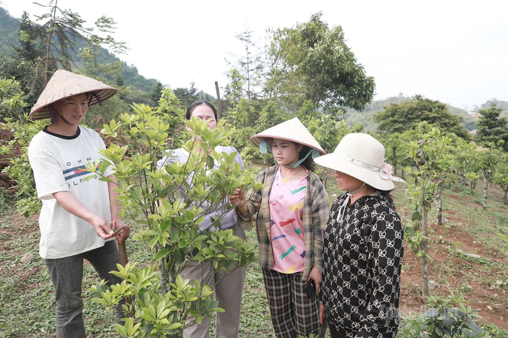 Cây hồi ở Bắc Mê không chỉ để lấy hoa làm gia vị mà còn được chưng cất thành tinh dầu.