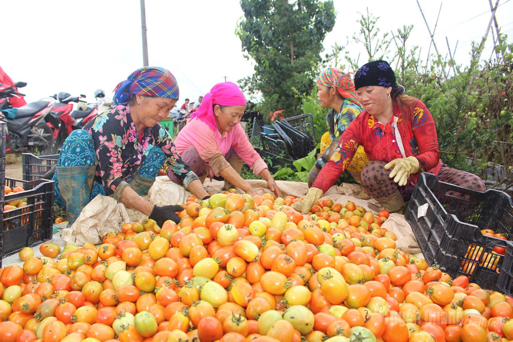 Giữa sắc đỏ vàng của những đống cà chua vừa thu hoạch, tiếng cười nói rộn ràng của người dân thôn Quyết Tiến làm nên bức tranh mùa vụ no ấm.