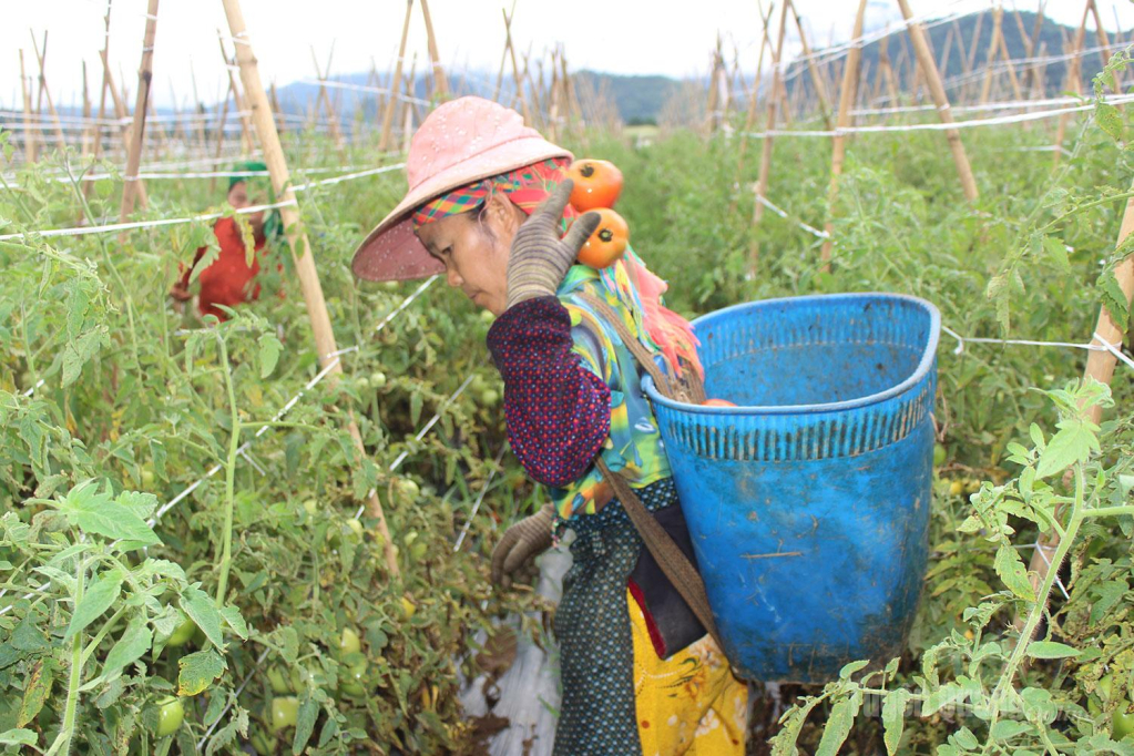 Giữa những luống cà chua trĩu quả, người dân tất bật thu hoạch trong niềm vui được mùa.