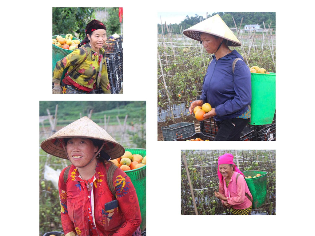 Niềm vui được mùa hiện rõ trên gương mặt khi những giỏ cà chua chín đỏ liên tục được thu hoạch, đưa về điểm tập kết.