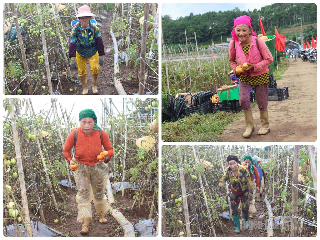 Những gùi cà chua nặng trĩu trên vai là thành quả sau nhiều tháng cần mẫn chăm sóc của người nông dân .