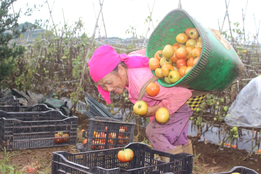 Dù vất vả, nụ cười vẫn nở trên gương mặt người nông dân khi mùa cà chua bội thu.
