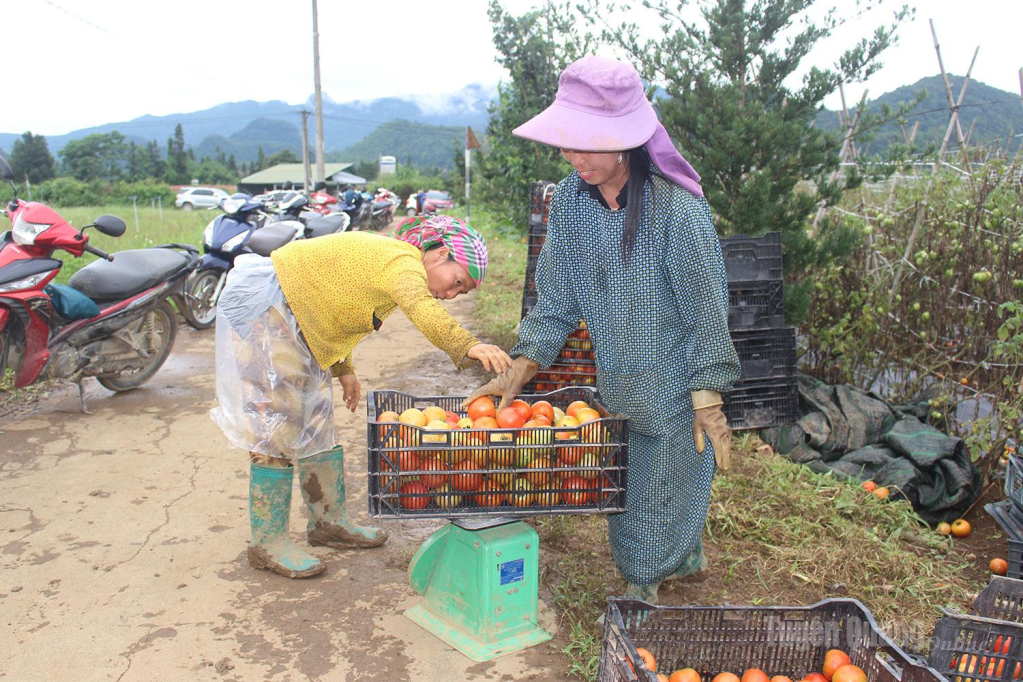 Người dân cẩn thận kiểm tra khối lượng từng sọt cà chua, bảo đảm chất lượng trước khi xuất bán.