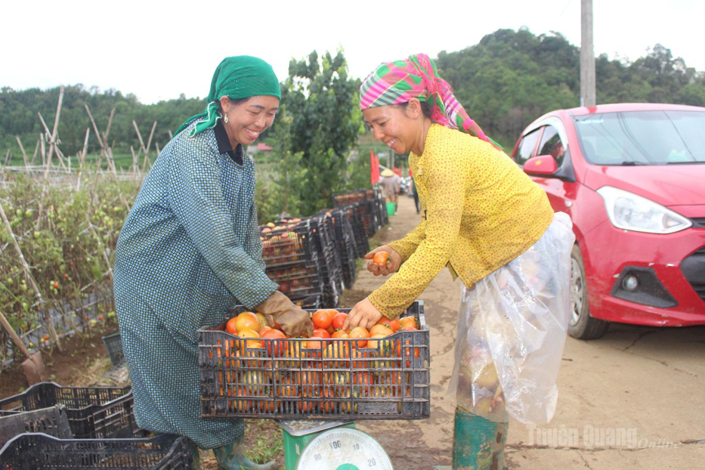 Phân loại, xếp cà chua vào thùng để kịp giao cho thương lái.