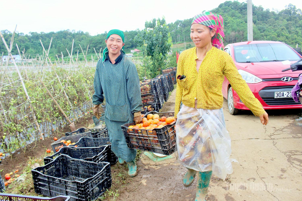 Những sọt cà chua đầy ắp nối nhau rời ruộng, mang theo niềm vui được mùa của người dân thôn Quyết Tiến.