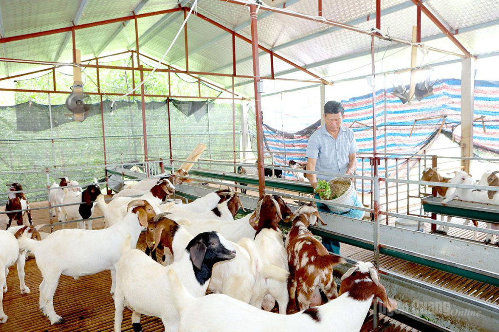 Ông Lại Thế Tuyên chăm sóc đàn dê của gia đình.